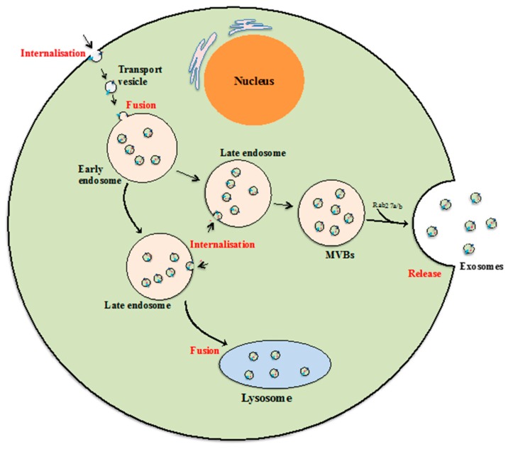 Exosome Diagram