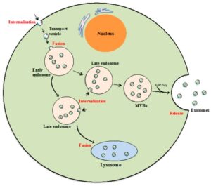 This image has an empty alt attribute; its file name is exosomes-article-300x265-1.jpg